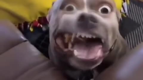 Animal funny videos😂😂😂😂