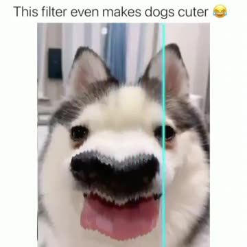 funny dogs vines - 🤣 funniest 🐶 dogs and 😻 cats - awesome funny pet animals videos 😇 #shorts