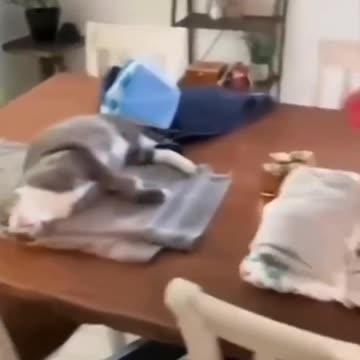 New addition to the family 😂