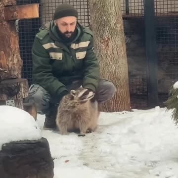 Raccoon therapy