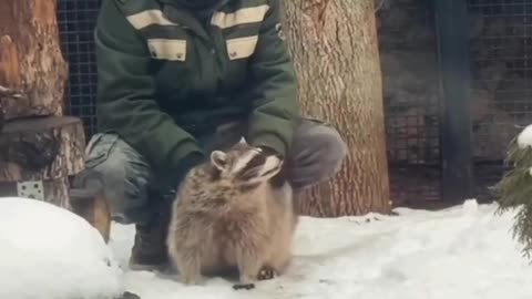 Raccoon therapy