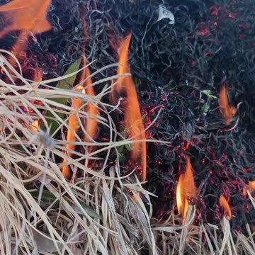Fire Reveals the Majesty and Beauty of Nature