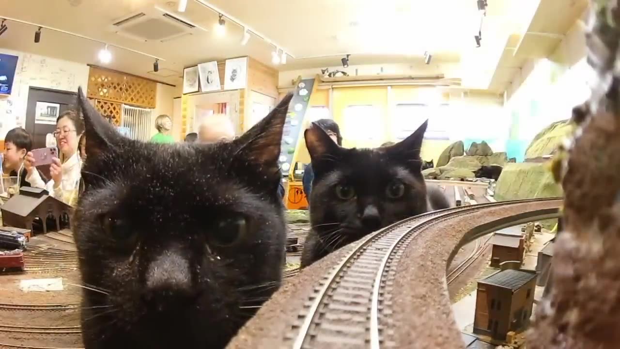 Do you still want to take the train #pet adventure MeoWnMore