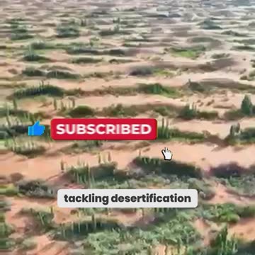 China's Green Wall: A Billion Trees to Save the Planet!