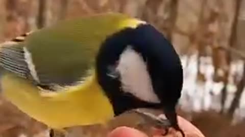 What cute little creatures they are
