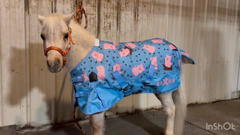 How To Measure A Horse Blanket