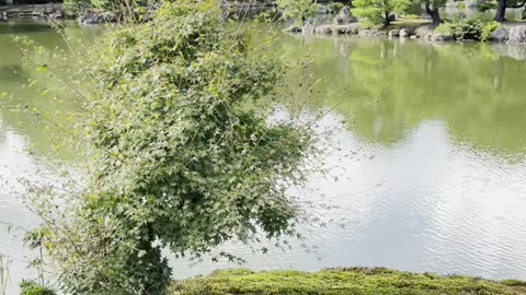 Kinkakuji (Golden Pavilion)