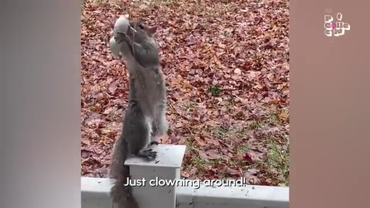 Funny Animal Video