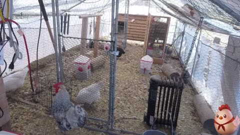 Chicken Live Stream