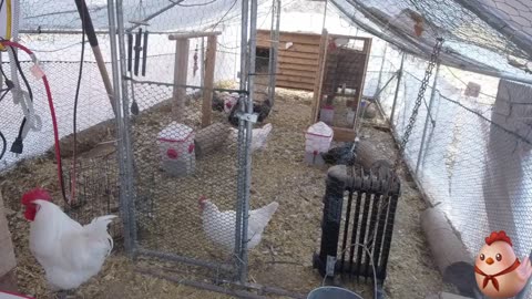 Chicken Live Stream