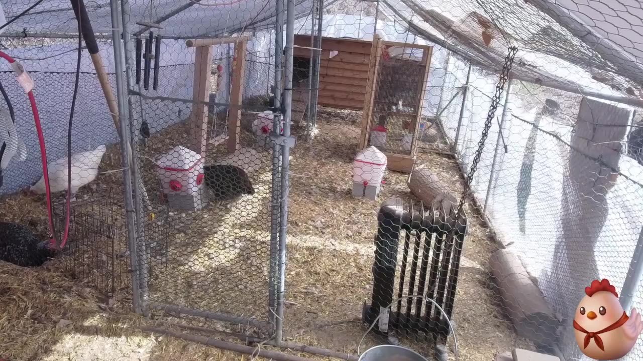 Chicken Live Stream