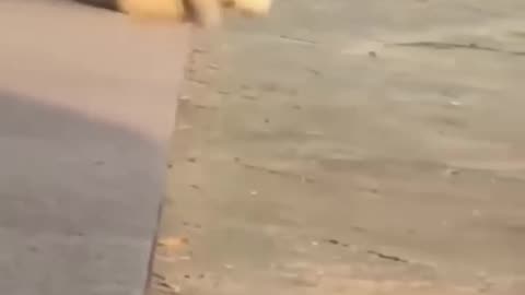 Funny video 📸