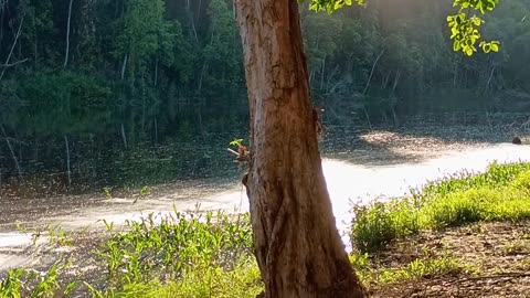 15.1.2025 The Barron River, Kuranda