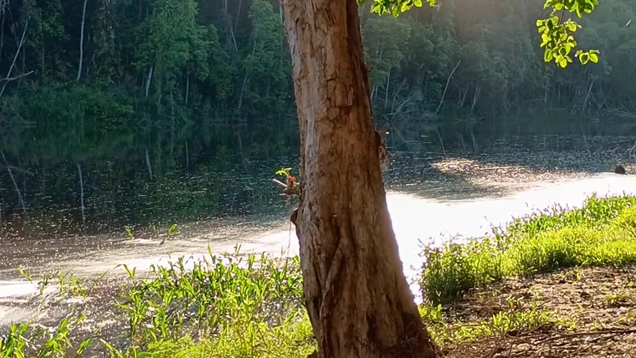 15.1.2025 The Barron River, Kuranda