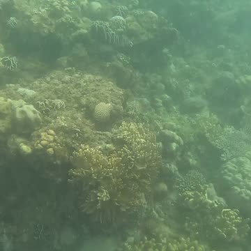 Snorkeling Day, New Year 2025