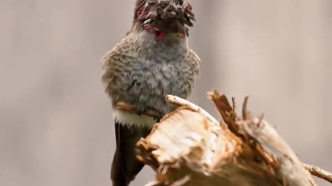 Strange sounds ofdifferent birds🔉🔊