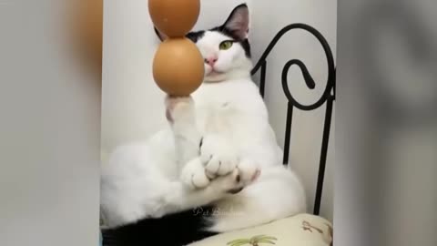 you-laugh-you-losefunniest-dogs-and-cats-2025