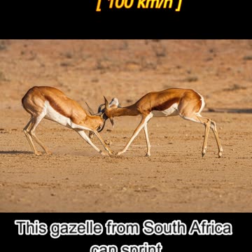 🚀 The Fastest Animals on Earth! ⚡🔥 #facts #animal #fastesr #useful #killingtime #shortvideo