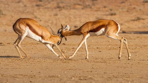 🚀 The Fastest Animals on Earth! ⚡🔥 #facts #animal #fastesr #useful #killingtime #shortvideo