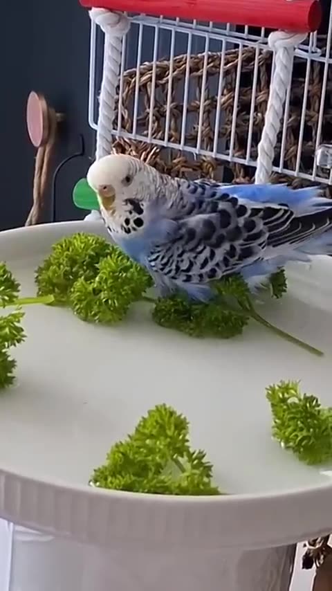 Download YouTube Shorts in HD - Free Tool by Publer_2