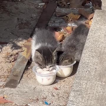 Heartwarming Moments of a Stray Cat