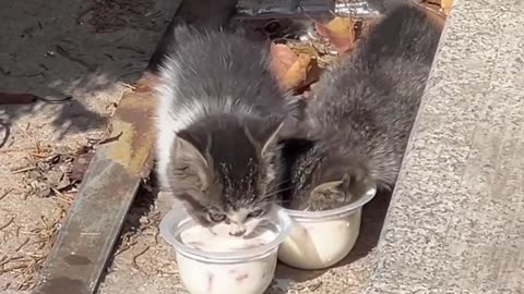 Heartwarming Moments of a Stray Cat