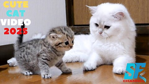 The kitten approaching the daddy cat to play with him was so cute cat.