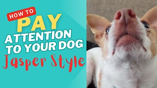 Funny DOG Needs ATTENTION-NOW!