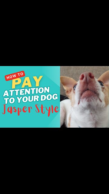 Funny DOG Needs ATTENTION-NOW!