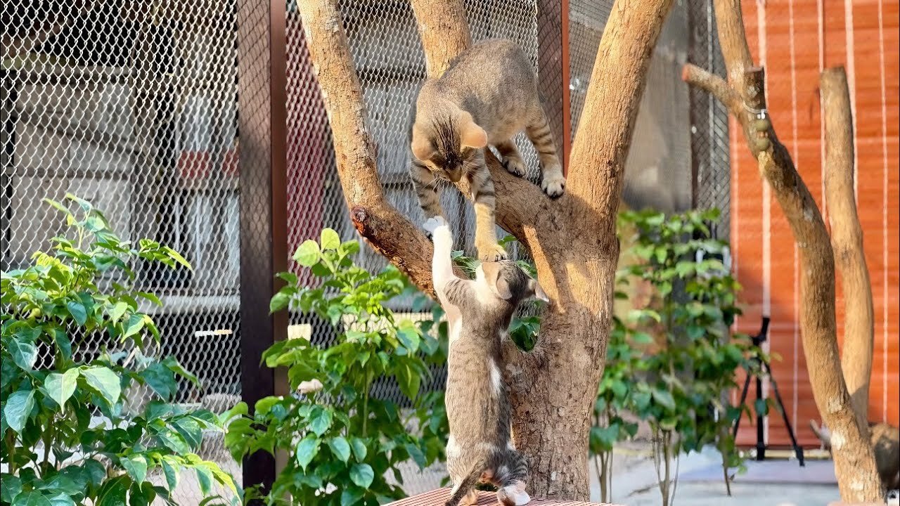 Kitten LuLu Tried To Claim up On The Tree-Unfortunately Simbar Stop her immediately