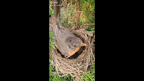 Bird building his own nest