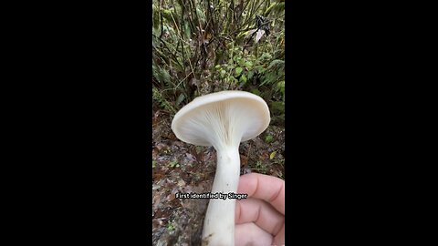 How do you say .. crassotunicata #explore #mushroom #hike