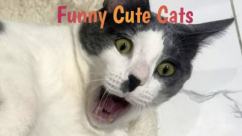 Funny cute cats 😁😸👍💖