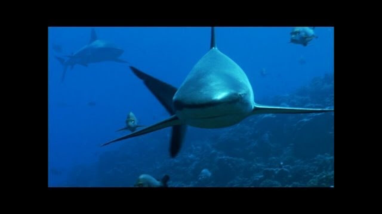 Reef Sharks Hunt Needlefish