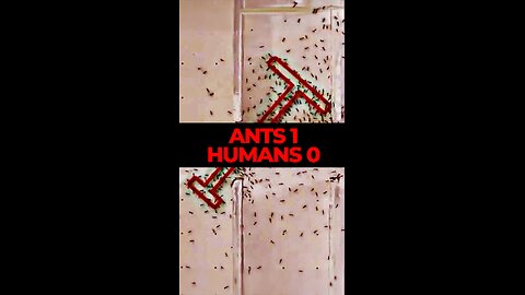 Unbelievable Ant Teamwork: What Humans Can Learn!