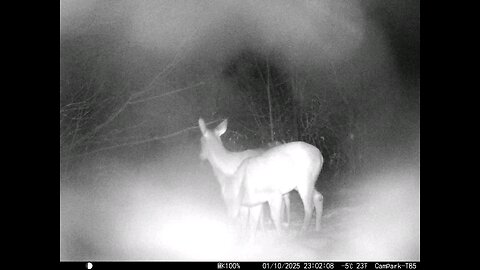 Deer Cam 01-10-2025 Snowstorm