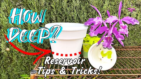 Self-Watering Orchid Setup Comprehensive Guide | Reservoir | Ideal Pots | Media & MORE #ninjaorchids