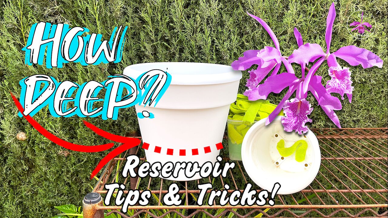 Self-Watering Orchid Setup Comprehensive Guide | Reservoir | Ideal Pots | Media & MORE #ninjaorchids