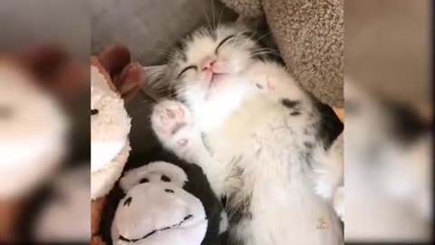 Feline Fun: Adorable Kittens & Playful Cats in Action