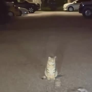 This cat has a Masters Degree in...