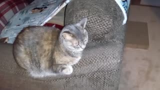 Cat Video Of The Cat Blending In With The Furniture