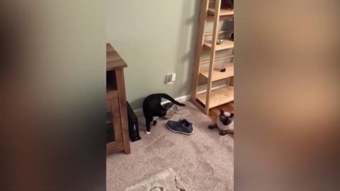 Funiest Cat Videos EVER #4