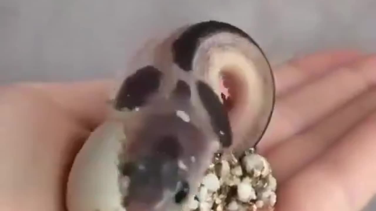 The birth of a baby cobra