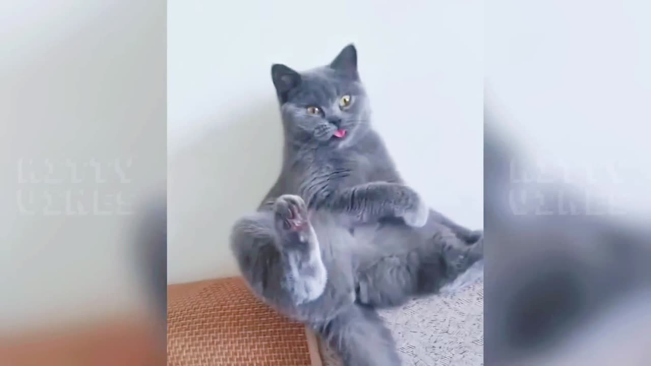 Funny Cat's 😹😹😹 ।। #cats #funnycats ।। Ep. 02