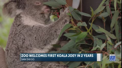 San Diego Zoo welcomes new koala joey and celebrates 100 years of koala conservation