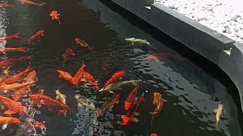 Koi Fish