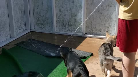 Puppers