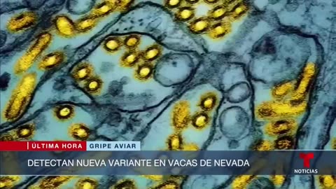 Vacas lecheras son infectadas con un nuevo tipo de gripe aviar en Nevada | Noticias Telemundo