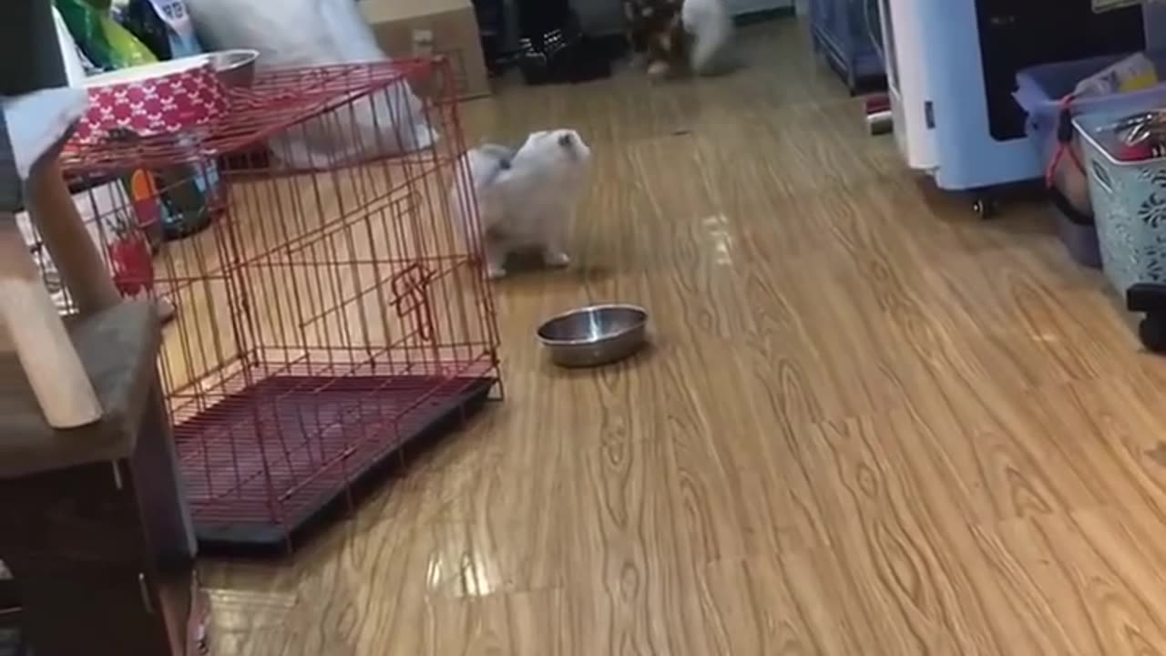 Funny animals