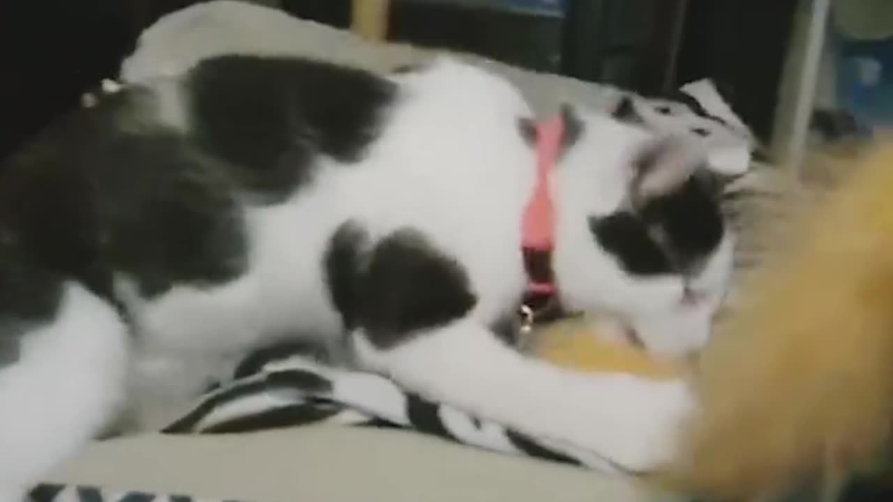 This Man Was Stuck for 16 Hours Then His Cat Saved Him!